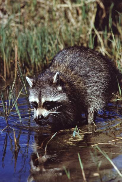 istock North American Raccoon (Procyon lotor) 1019146104