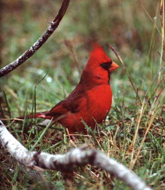 Northern Cardinal (Cardinalis Cardinalis) Northern Cardinal (Cardinalis Cardinalis). Photographed by acclaimed wildlife photographer and writer, Dr. William J. Weber. female cardinal bird stock pictures, royalty-free photos & images
