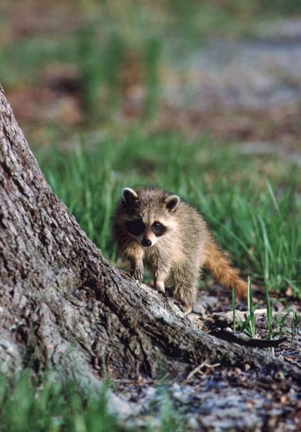 istock North American Raccoon (Procyon lotor) 1019146126