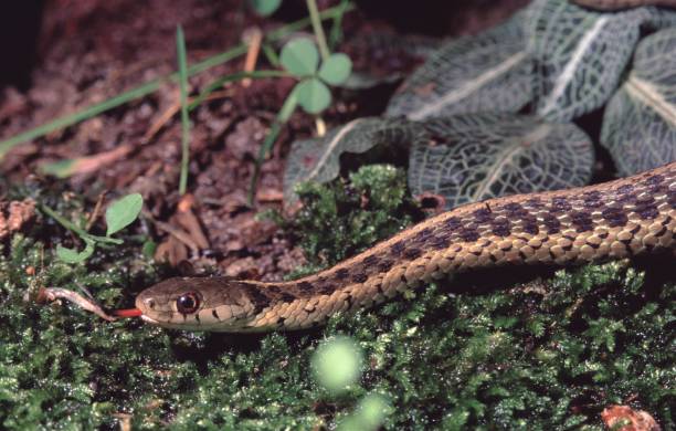 istock Northwestern Garter Snake (Thamnophis Ordinoides) 1019146188