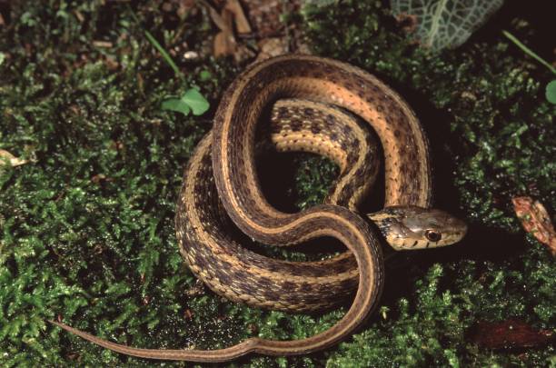 istock Northwestern Garter Snake (Thamnophis Ordinoides) 1019146234