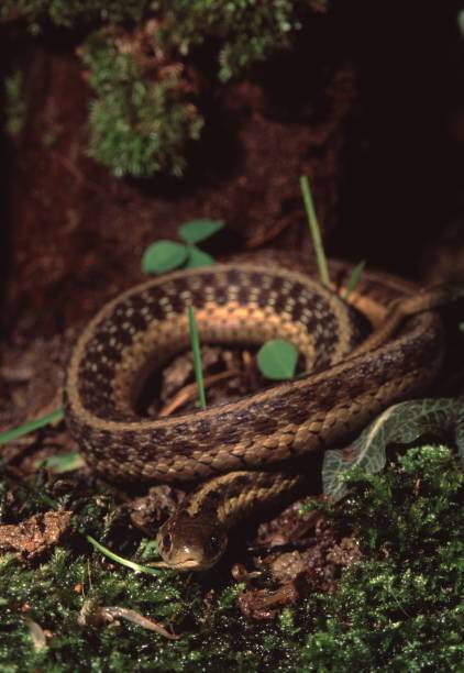 Northwestern Garter Snake (Thamnophis Ordinoides)