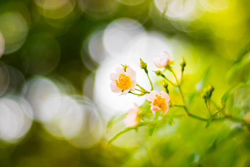 Small flowers blooming with bokeh background
