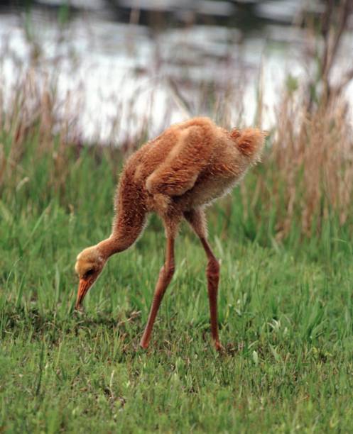 Whooping Crane (Grus Americana) Whooping Crane (Grus Americana). Photographed by acclaimed wildlife photographer and writer, Dr. William J. Weber. whooping cranes pics stock pictures, royalty-free photos & images