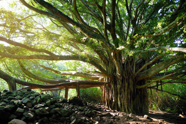 ästen und hängenden wurzeln der riesigen banyanbaum wächst am berühmten pipiwai trail auf maui, hawaii - sky forest root tree stock-fotos und bilder