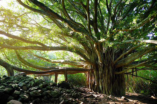 Branches and hanging roots of giant banyan tree growing on famous Pipiwai trail on Maui, Hawaii, USA