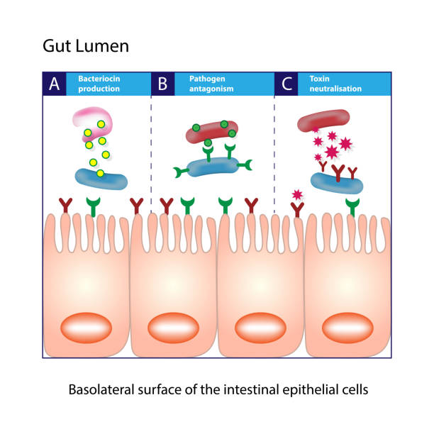 гут люмен. схема коломнирных кишечных эпителиальных клеток - mucosa stock illustrations