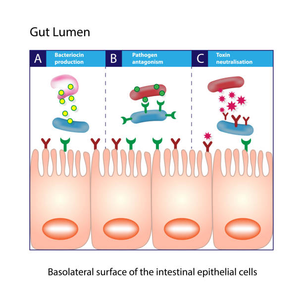 Gut Lumen. Columnar intestinal epithelial cells scheme Gut lumen. Enterocytes, or intestinal absorptive cells. Small intestine. Columnar epithelial cells epithelium stock illustrations