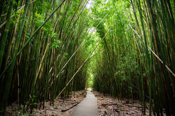 빽빽한 대나무 숲, 유명한 waimoku 폭포에 이르는 경로입니다. 인기 있는 pipiwai 트레일 마우이, 하와이에 haleakala 국립 공원에서 - hawaii islands maui hana road 뉴스 사진 이미지