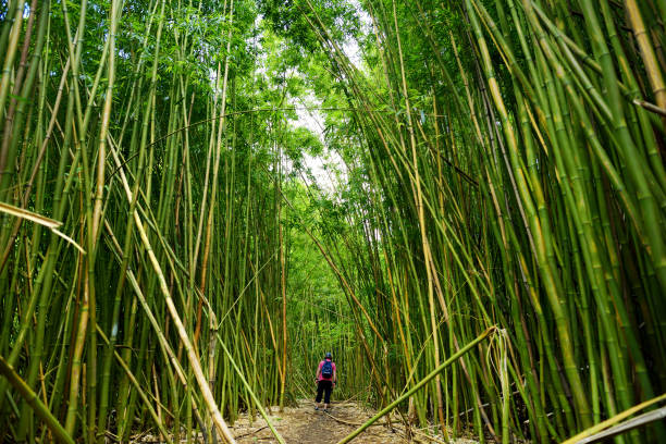 有名なワイモク滝につながる密集した竹林の小道。人気のある pipiwai トレイルでハレアカラ国立公園、マウイ島、ハワイ。 - maui haleakala national park hawaii islands usa ストックフォトと画像