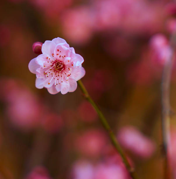 istock Pink flower with blurred pink background 1019162138