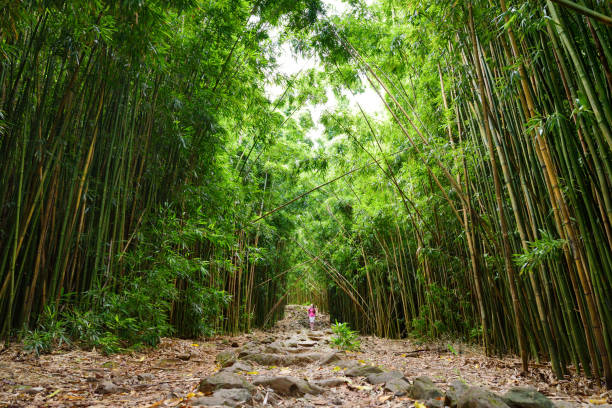 有名なワイモク滝につながる密集した竹林の小道。人気のある pipiwai トレイルでハレアカラ国立公園、マウイ島、ハワイ。 - waterfall maui hawaii islands hana ストックフォトと画像