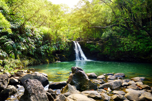 istock Tropical waterfall Lower Waikamoi Falls and a small crystal clear pond, inside of a dense tropical rainforest, off the Road to Hana Highway, Maui, Hawaii 1019162194