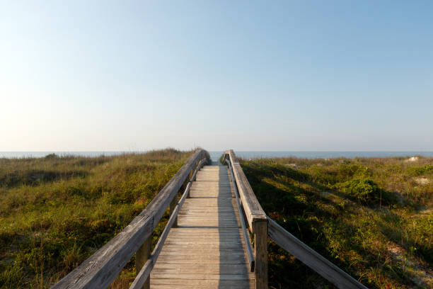 istock Long wooden boardwalk through the green dune grass 1019164272