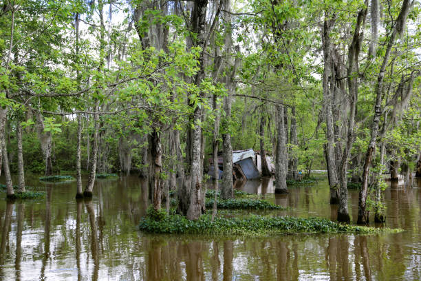 istock Abandoned Shack House on Stlts, Louisiana River Bayou Spanish Moss 1019178486