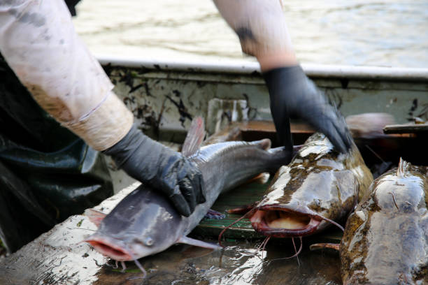 istock Fisherman Holding Catfish on Old Boat 1019178804