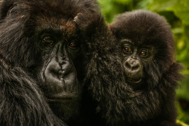 madre e baby gorilla di montagna degli altopiani. parco nazionale dei vulcani, ruanda - gorilla safari animals wildlife photography foto e immagini stock