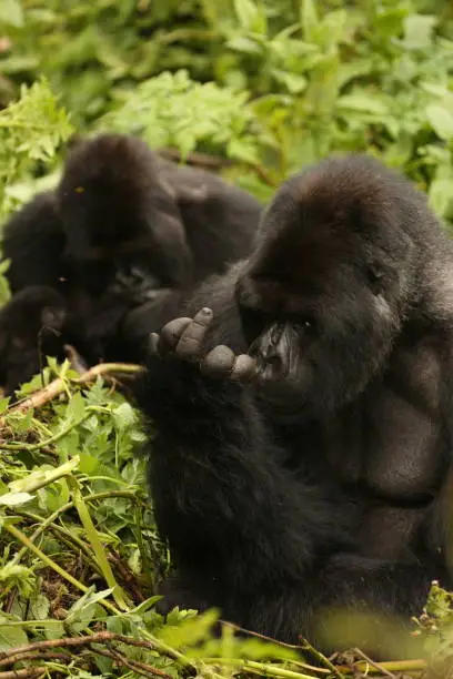 Male highland mountain gorilla of the Susa family group.  Volcanoes National Park, Rwanda