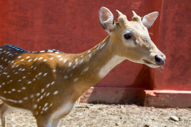 istock Wild animal in India a dappled deer 1019183978