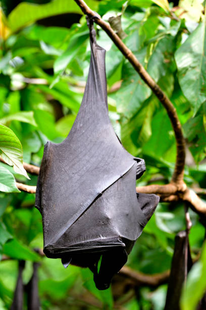 istock Scary Hanging rat, flying fox, Lyle's or mega fruit bat (Pteropus lylei) cover his body with wing skin while day sleeping on tree branch 1019184112