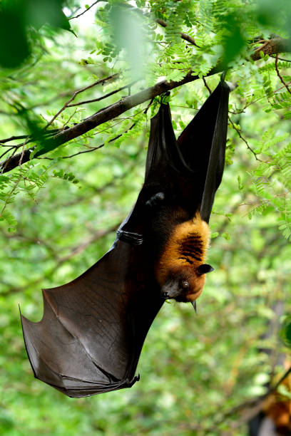 istock Scary Hanging rat, flying fox, Lyle's or mega fruit bat (Pteropus lylei) up side down while roosting on tree branch 1019184116