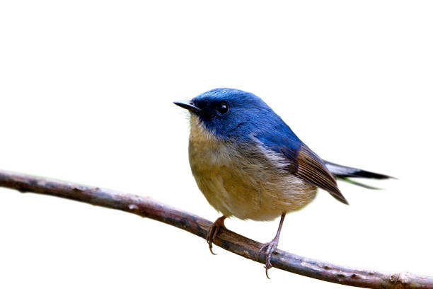 istock Slaty-blue flycatcher (Ficedula tricolor) fascinated chubby blue bird perching on dried vine showing its belly and side feathers profile isolated on white background 1019184296