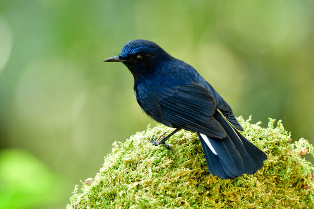 istock White-tailed Robin (Cinclidium leucurum) beautiful fan tail dark blue bird perching on mossy spot over blur green background in nature, exotic animal 1019184632