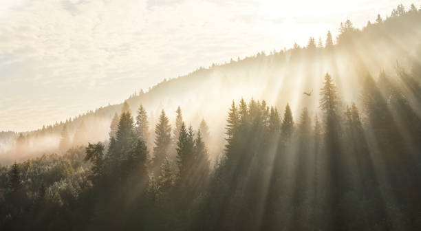 istock sunbeams over the fir trees 1019191748