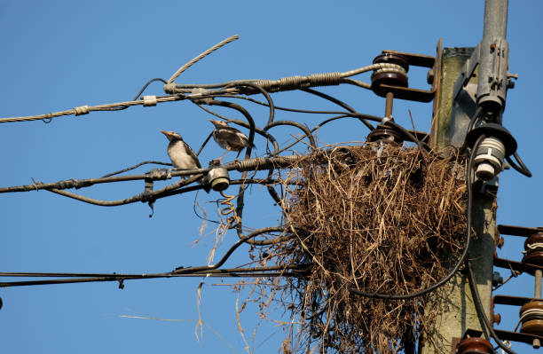 istock Bird's nest in Thailand. 1019192222