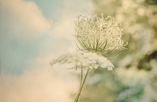 Queen Anne's Lace in suburb