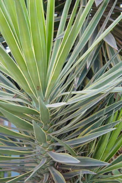 Yucca filamentosa bright edge green plant