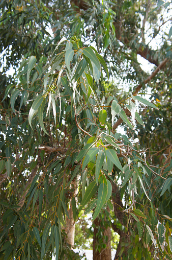 Eucalyptus citriodora green plant