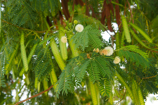 Leucaena leucocephala or white leadtree or jumbay or river tamarind or subabul or white popinac plant