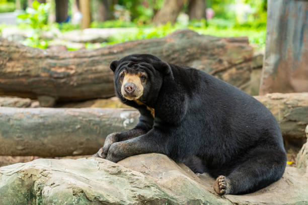 A Malayan Sun Bear is resting on the rock in a zoo