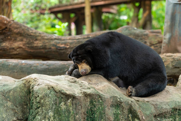 istock A Malayan Sun Bear is resting on the rock in a zoo 1019204986