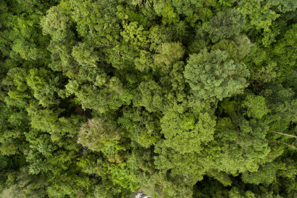 istock Aerial top view green forest 1019205396