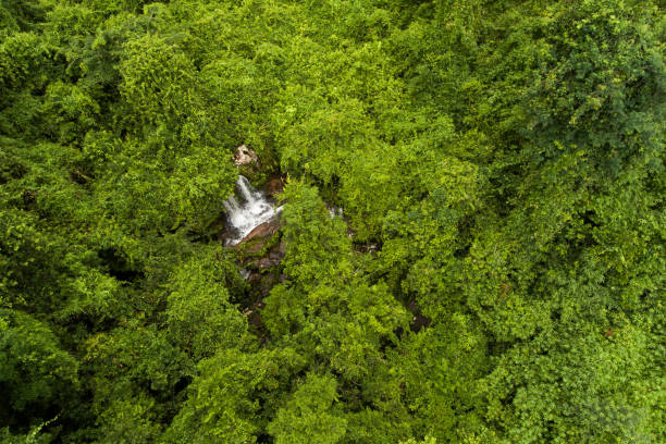 istock Aerial top view green forest 1019205404