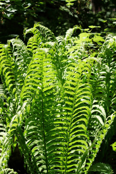 istock Fern leaves and bush in the summer forest 1019205776