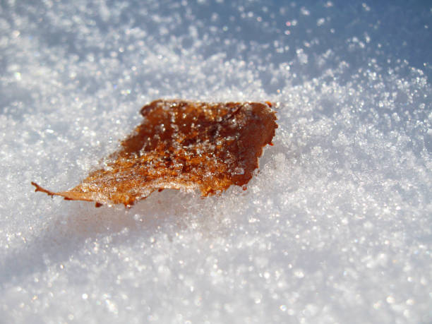 istock Frozen oak leaves laying in the snow 1019205790
