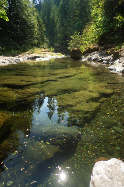 The pure mountain waters of Blue River in the Oregon Cascades, surrounded by lush Pacific Northwest rainforest vegetation