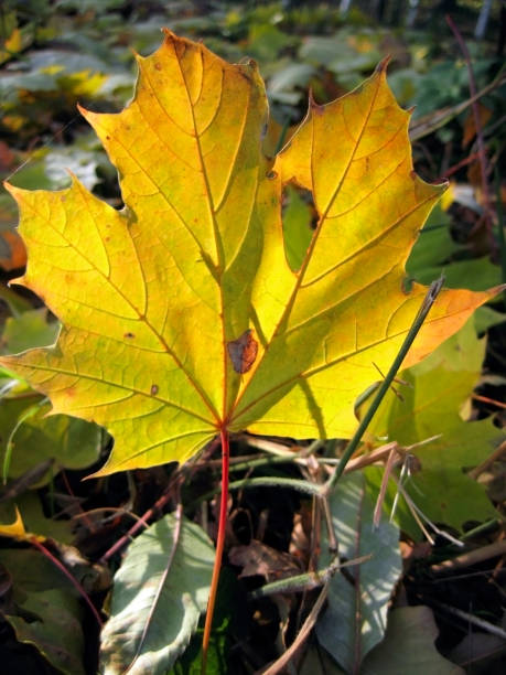 żółty opadły liść na jesiennym terenie leśnym - maple tree tree autumn red zdjęcia i obrazy z banku zdjęć