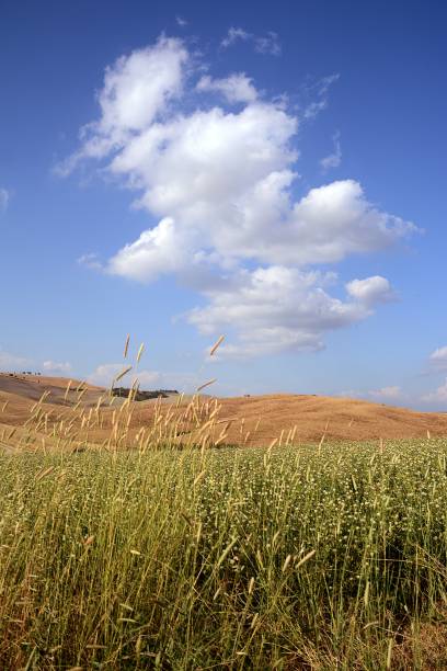 istock Val D' Orcia hills, Tuscany, Italy 1019208588