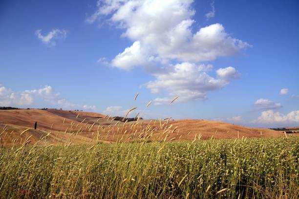 istock Val D' Orcia hills, Tuscany, Italy 1019209728