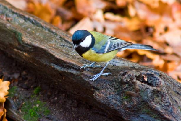 istock titmouse on a tree in a autumn forest 1019213660