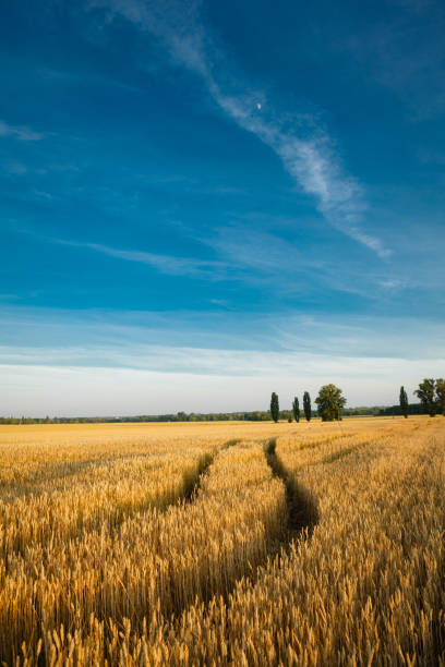 istock Ripe wheat field sunset landscape and blue sky 1019220622