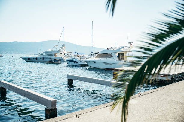 istock yachts in tivat bay. palms leaves on front 1019220666