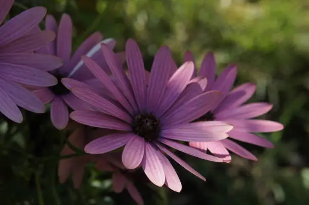 FLOWER IN MACRO