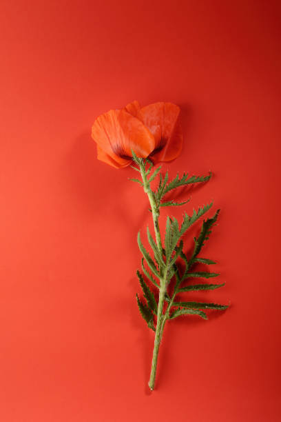 roter mohn wild blume auf rot, oben - 18806 stock-fotos und bilder