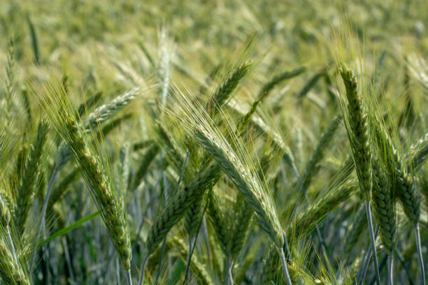 istock immature wheat ears, green wheat fields 1019223478