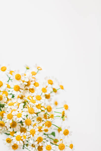 istock Little daisy flowers bouquet over white. Soft focus, top view, close-up composition. Copy space. 1019223562